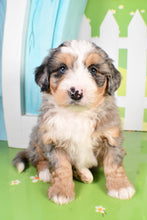 Load image into Gallery viewer, Steel