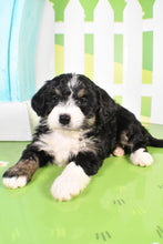 Load image into Gallery viewer, Sophie