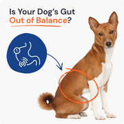 Pastillas probióticas para perros para la salud intestinal y digestiva