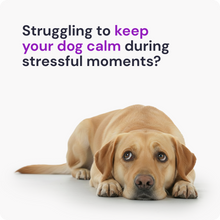 Load image into Gallery viewer, TranquilPup | Dog Calming &amp; Relaxation Support Supplement