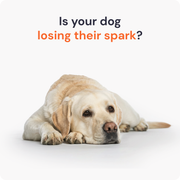 ActivePaws | Comprimidos multivitamínicos para la movilidad y el soporte muscular de perros activos
