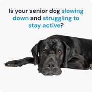 SeniorLife | Multivitamínico completo 20 en 1 y soporte para cadera + articulaciones para perros mayores