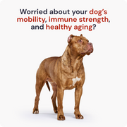 Lifespan | Hip & Joint Tablets, Dog Joint Supplement for Mobility & Vitality
