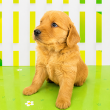 Load image into Gallery viewer, Lily

