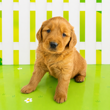 Load image into Gallery viewer, Lily
