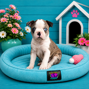 Bagel, Boston Terrier puppy for sale at World Famous Puppies