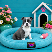 Vienna, Boston Terrier puppy for sale at World Famous Puppies