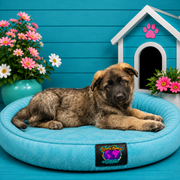 Candy - German Shepherd puppy