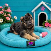 Carmen - German Shepherd puppy