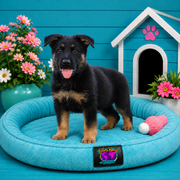 Charlie - German Shepherd puppy