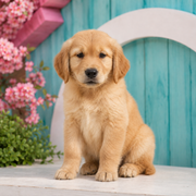 Chloe, Golden Retriever puppy for sale at World Famous Puppies