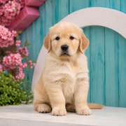 Otis, Golden Retriever puppy for sale at World Famous Puppies