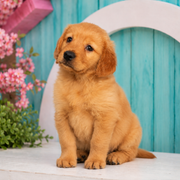 Shannon, Golden Retriever puppy for sale at World Famous Puppies