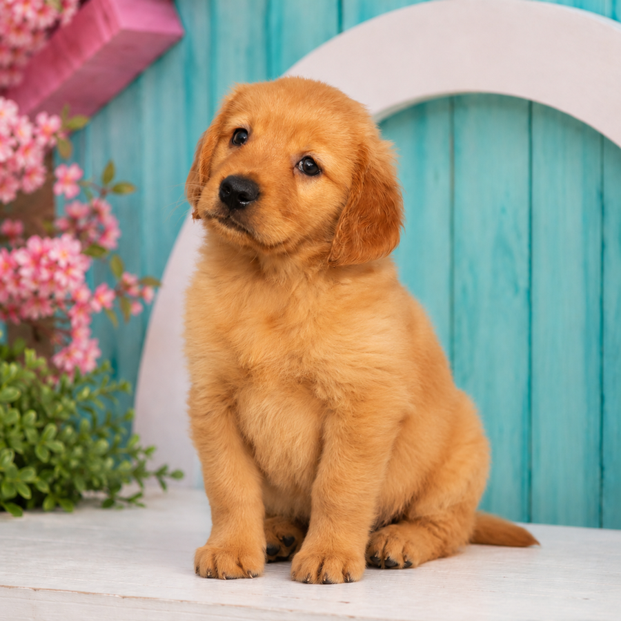 Shannon, Golden Retriever puppy for sale at World Famous Puppies