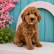 Cassia, Mini Goldendoodle puppy for sale at World Famous Puppies