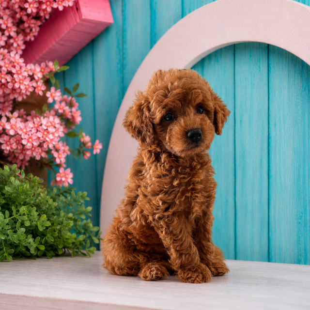 Como, Mini Goldendoodle puppy for sale at World Famous Puppies