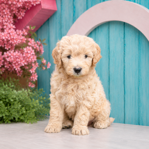 Coral, Mini Goldendoodle puppy for sale at World Famous Puppies