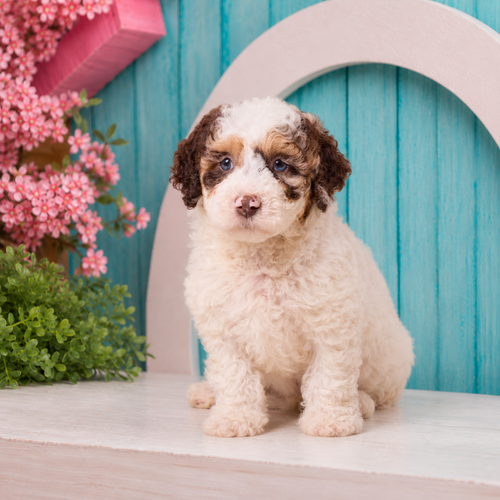 Cupcake, Mini Goldendoodle puppy for sale at World Famous Puppies