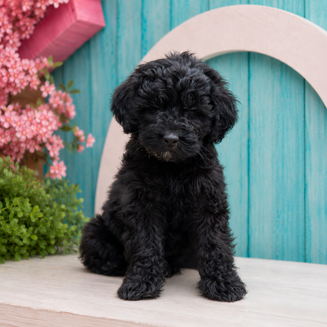 Finley, Mini Goldendoodle puppy for sale at World Famous Puppies