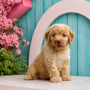 Jeremy, Mini Goldendoodle puppy for sale at World Famous Puppies