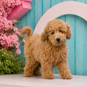 Max, Mini Goldendoodle puppy for sale at World Famous Puppies