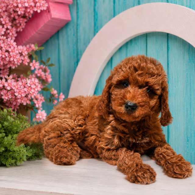 Sammy, Mini Goldendoodle puppy for sale at World Famous Puppies