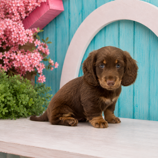Austin, Miniature Dachshund puppy for sale at World Famous Puppies