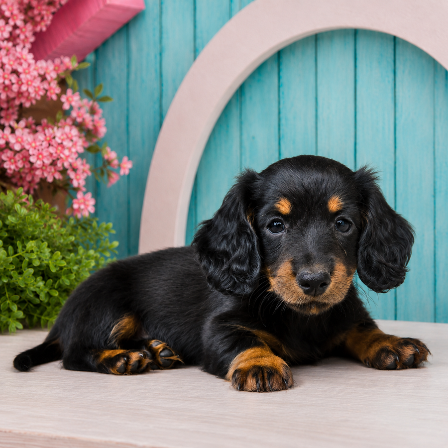 Flip Flops, Miniature Dachshund puppy for sale at World Famous Puppies