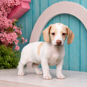 Jackson, Miniature Dachshund puppy for sale at World Famous Puppies