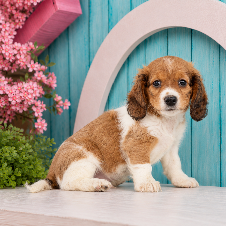 Jesse, Miniature Dachshund puppy for sale at World Famous Puppies