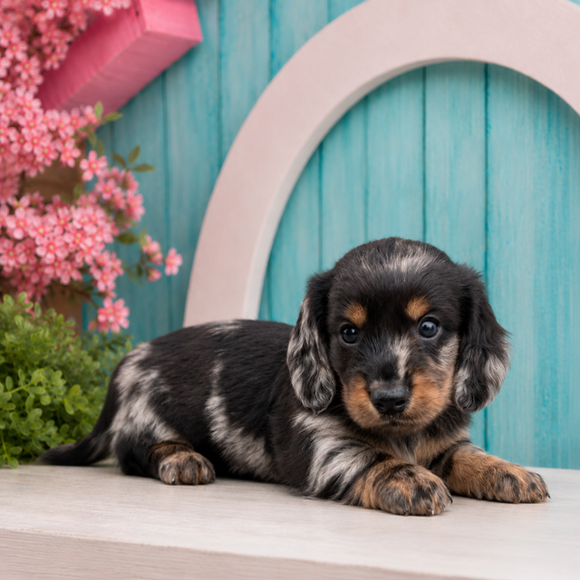 Jewel, Miniature Dachshund puppy for sale at World Famous Puppies