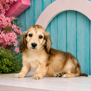 Paisley, Miniature Dachshund puppy for sale at World Famous Puppies