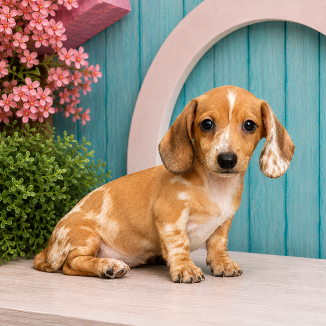 Paris, Miniature Dachshund puppy for sale at World Famous Puppies