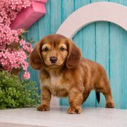 Sacajawea, Miniature Dachshund puppy for sale at World Famous Puppies