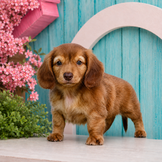 Sacajawea, Miniature Dachshund puppy for sale at World Famous Puppies