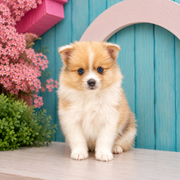 Dolly, Pomeranian puppy for sale at World Famous Puppies