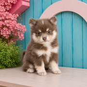 Jill, Pomeranian puppy for sale at World Famous Puppies