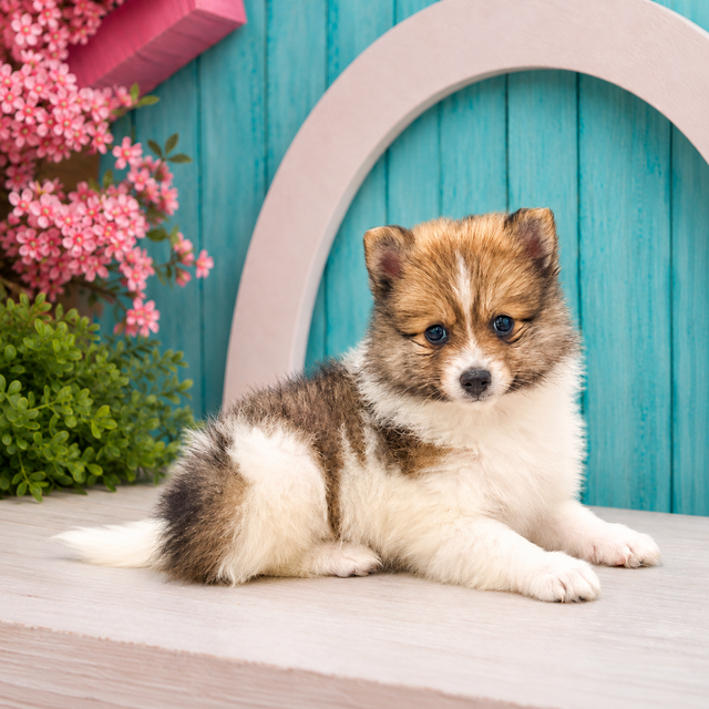 Kaden, Pomeranian puppy for sale at World Famous Puppies