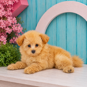 Rusty, Pomeranian puppy for sale at World Famous Puppies