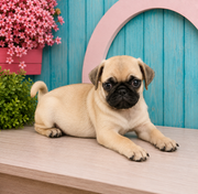 Evans, Pug puppy for sale at World Famous Puppies