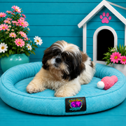 Abby, Shih Tzu puppy for sale at World Famous Puppies