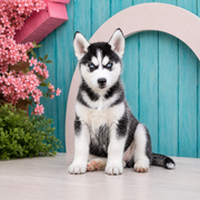 Kenzie, Siberian Husky puppy for sale at World Famous Puppies