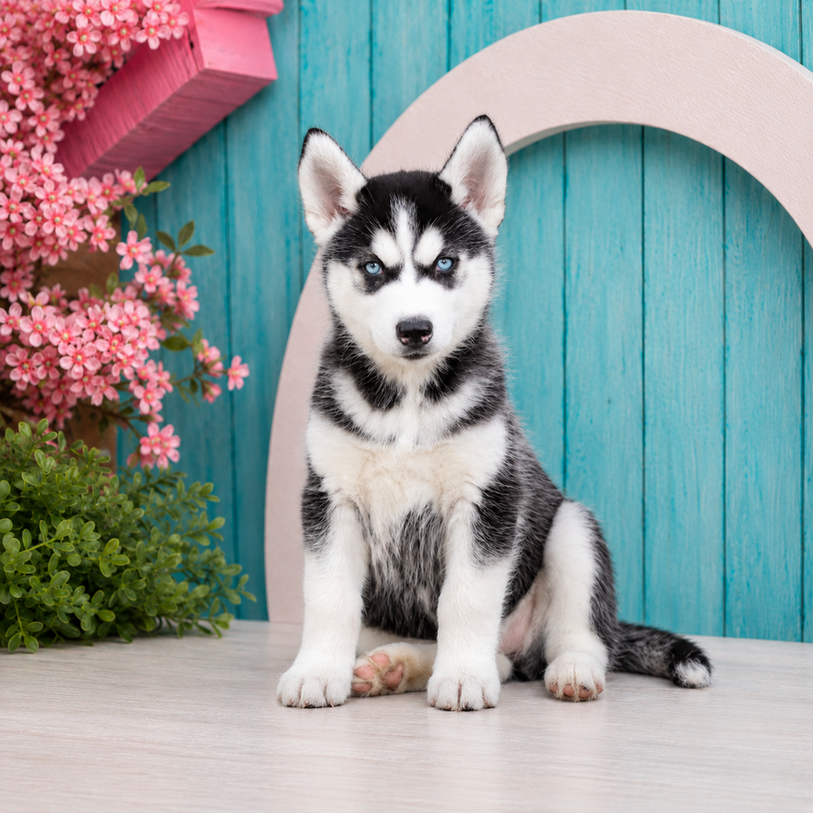 Kenzie, Siberian Husky puppy for sale at World Famous Puppies