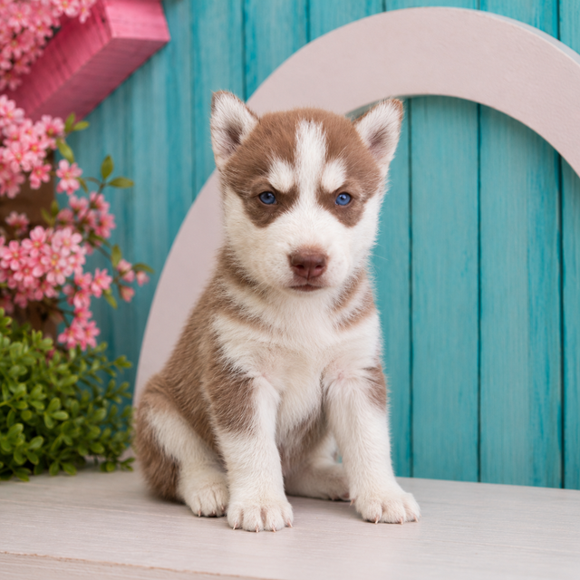 Max, Siberian Husky puppy for sale at World Famous Puppies