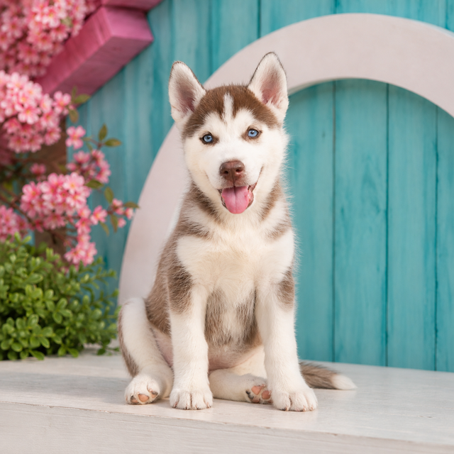 Shasta, Siberian Husky puppy for sale at World Famous Puppies