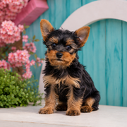 Benji, Yorkshire Terrier puppy for sale at World Famous Puppies