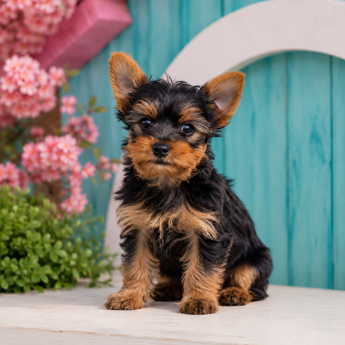 Benji, Yorkshire Terrier puppy for sale at World Famous Puppies