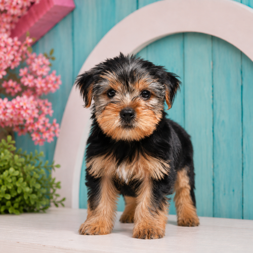 Beverly, Yorkshire Terrier puppy for sale at World Famous Puppies