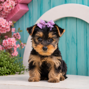 Millie, Yorkshire Terrier puppy for sale at World Famous Puppies